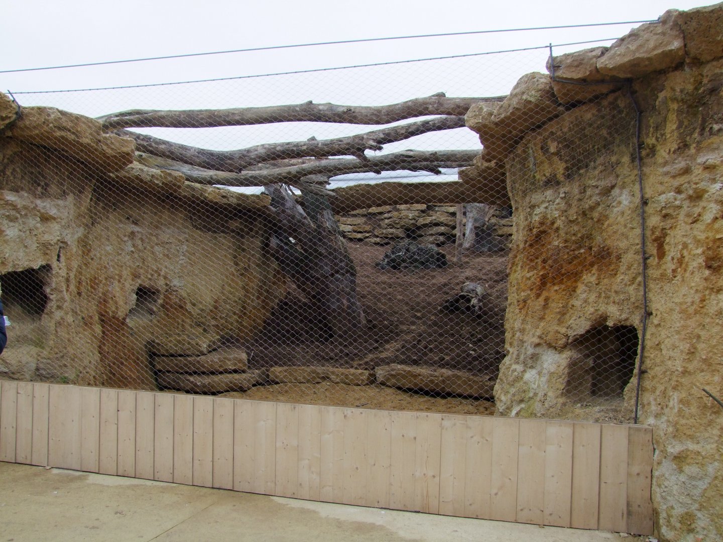 New enclosure of Orycteropus afer