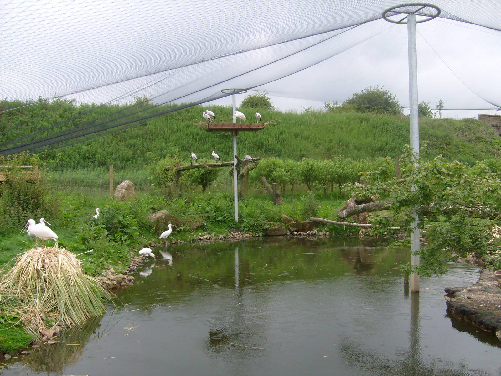 New Enclosures - spoonbill