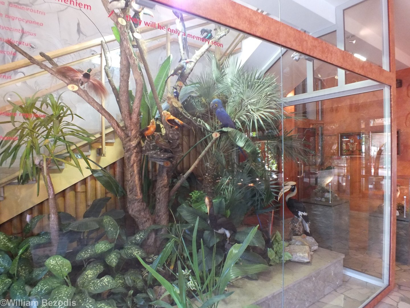 New Endangered Birds "they will only be a memory soon" Taxidermy Display