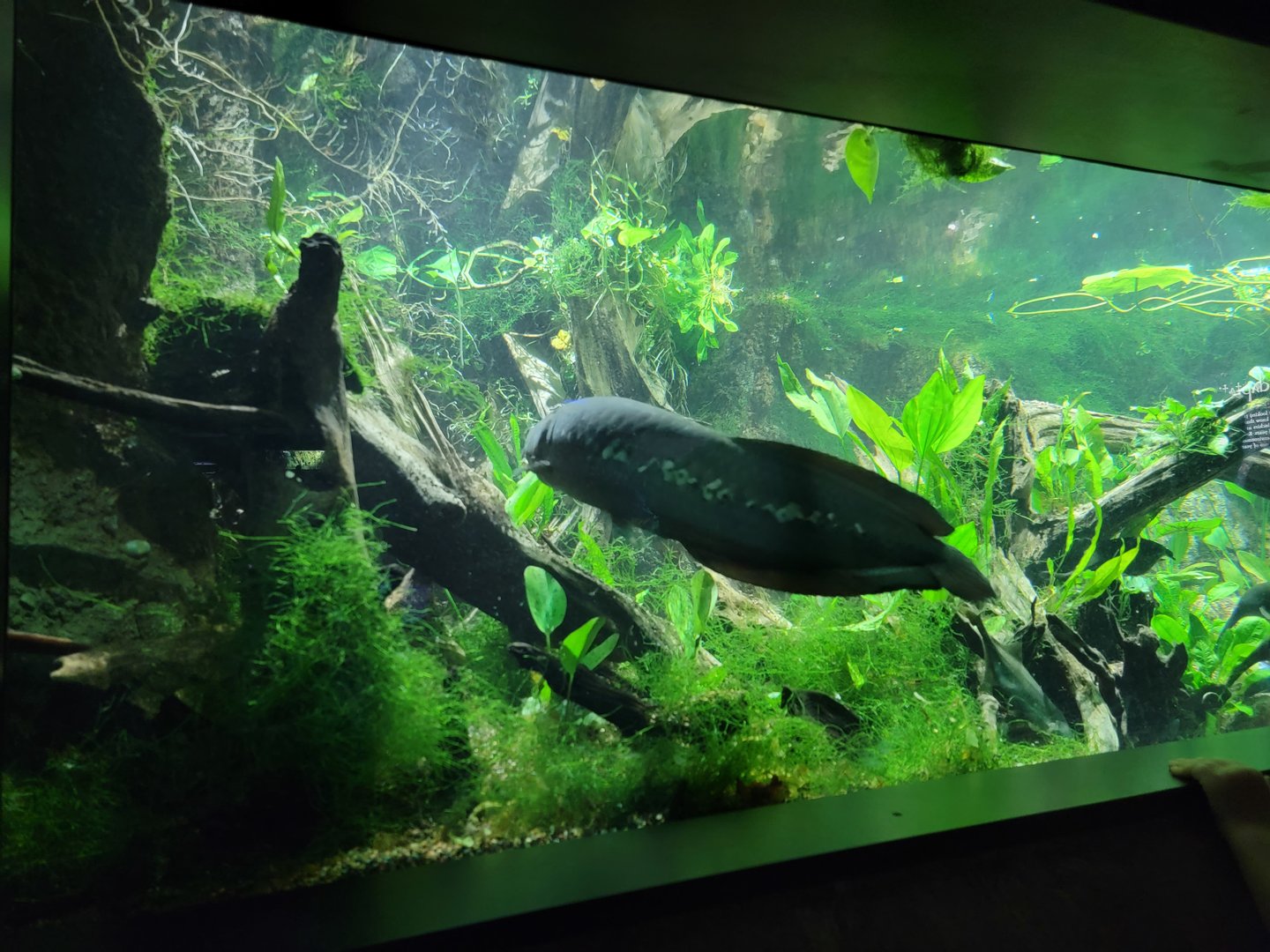 New England Aquarium - Ancient Fishes tank