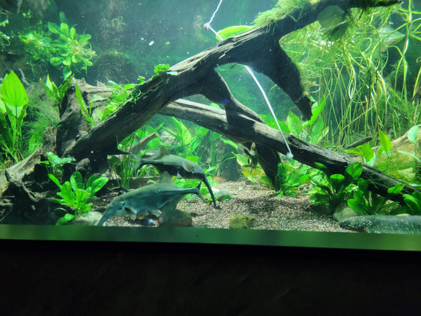 New England Aquarium - Ancient Fishes tank