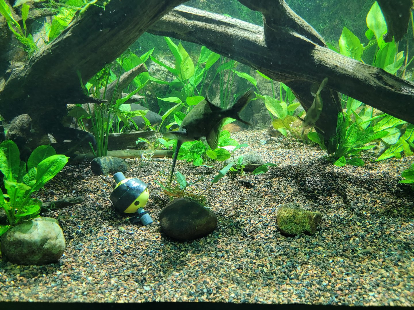 New England Aquarium - Ancient Fishes tank
