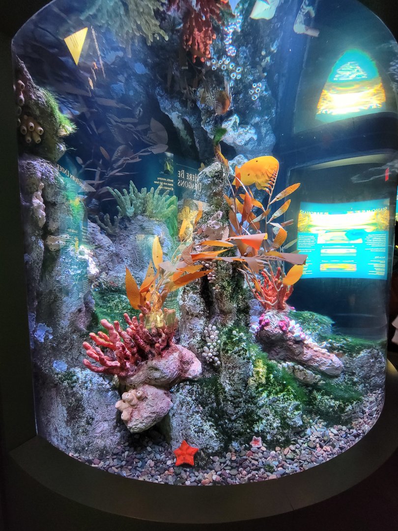 New England Aquarium - Australian Temperate Reef tank