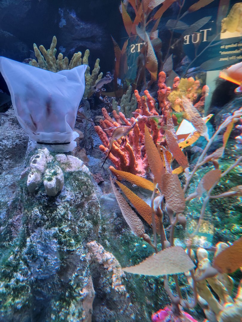 New England Aquarium - Australian Temperate Reef tank