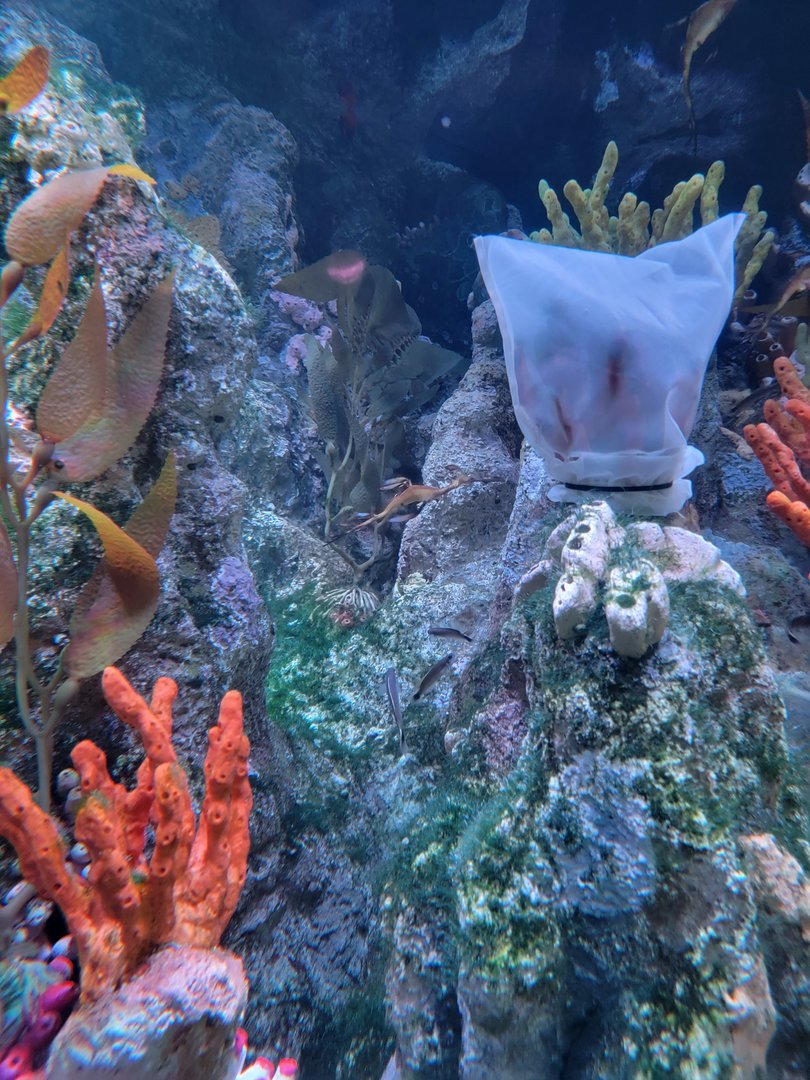 New England Aquarium - Australian Temperate Reef tank