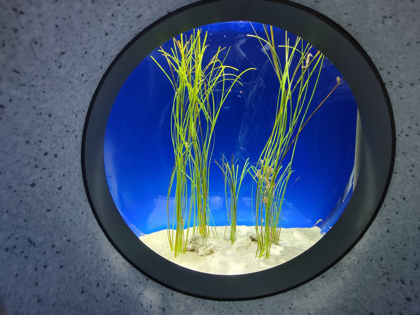 New England Aquarium - Caribbean dwarf seahorses