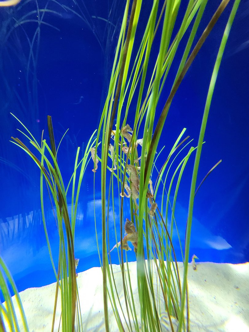 New England Aquarium - Caribbean dwarf seahorses