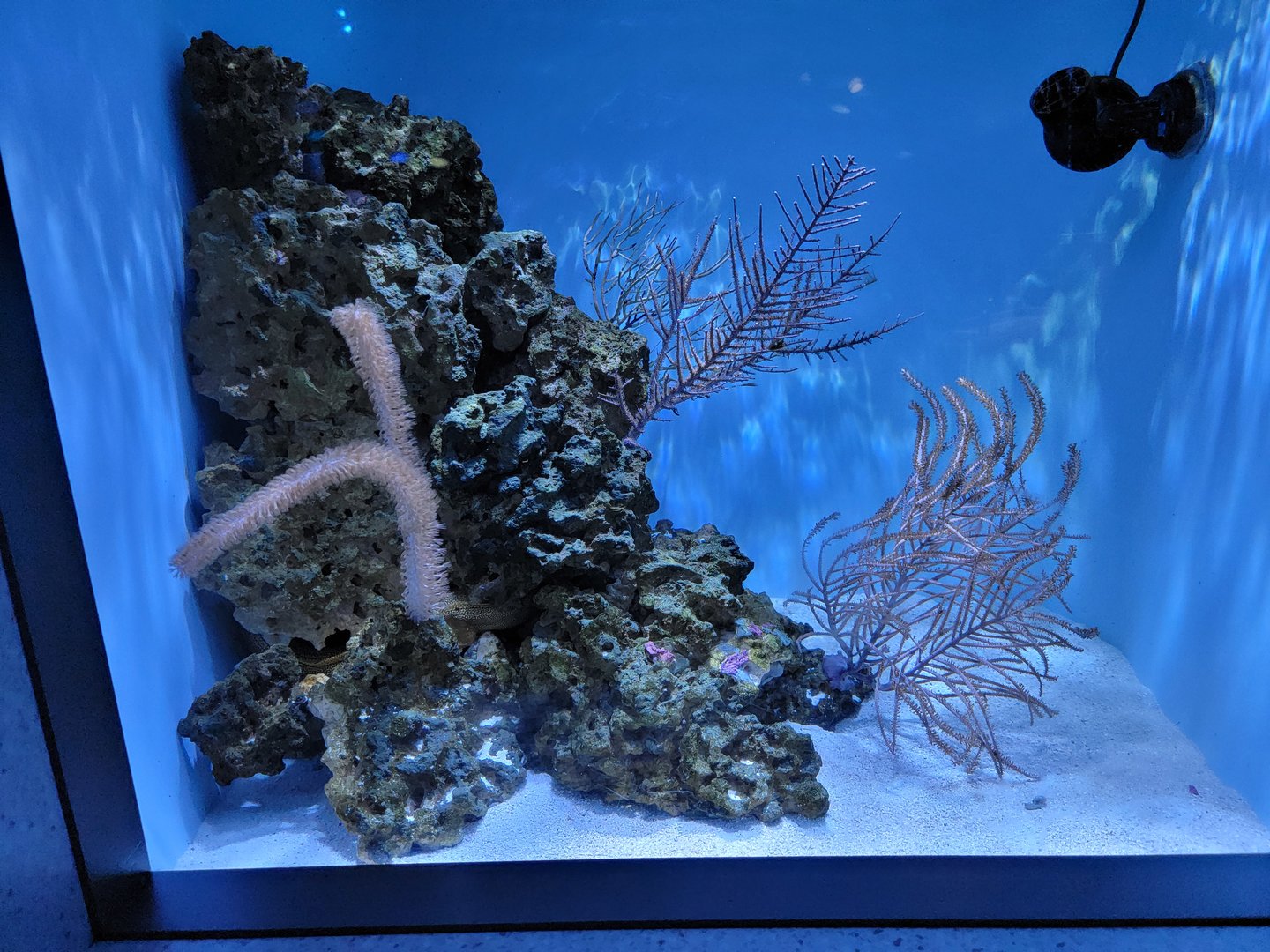 New England Aquarium - Caribbean Morays tank, chain and goldentail morays
