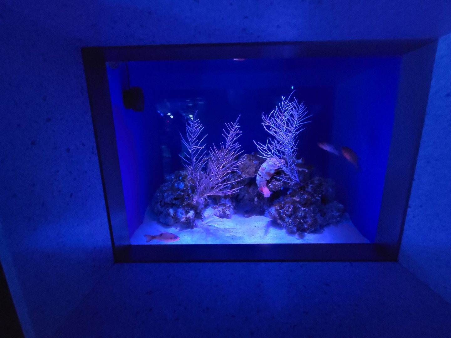 New England Aquarium - Caribbean Reef at Night tank