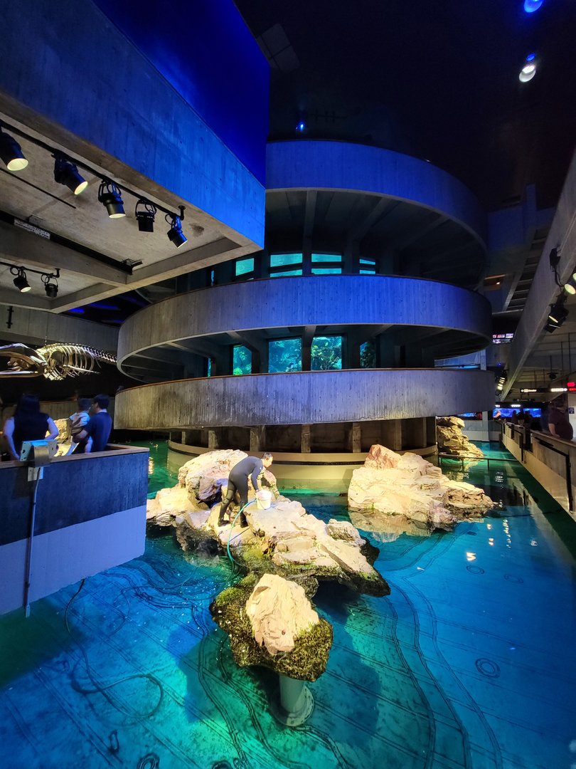 New England Aquarium - Center tank, African penguins