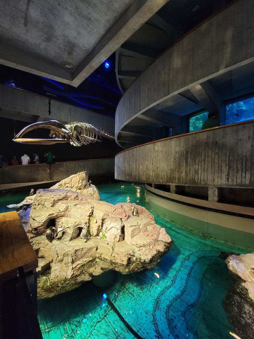 New England Aquarium - Center tank, African penguins