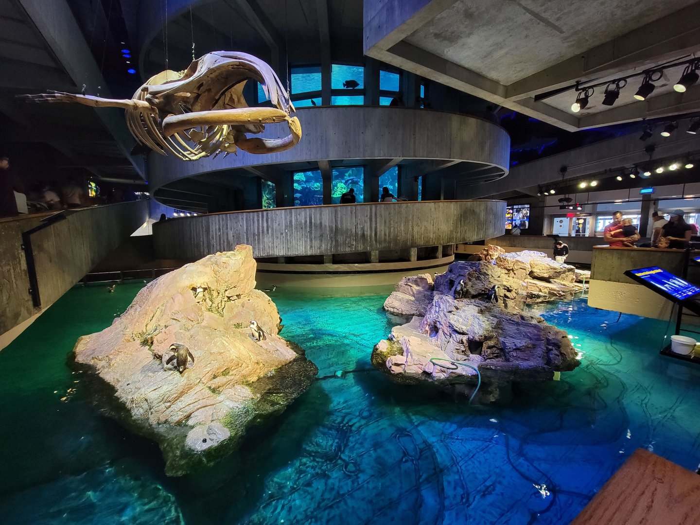 New England Aquarium - Center tank, African penguins