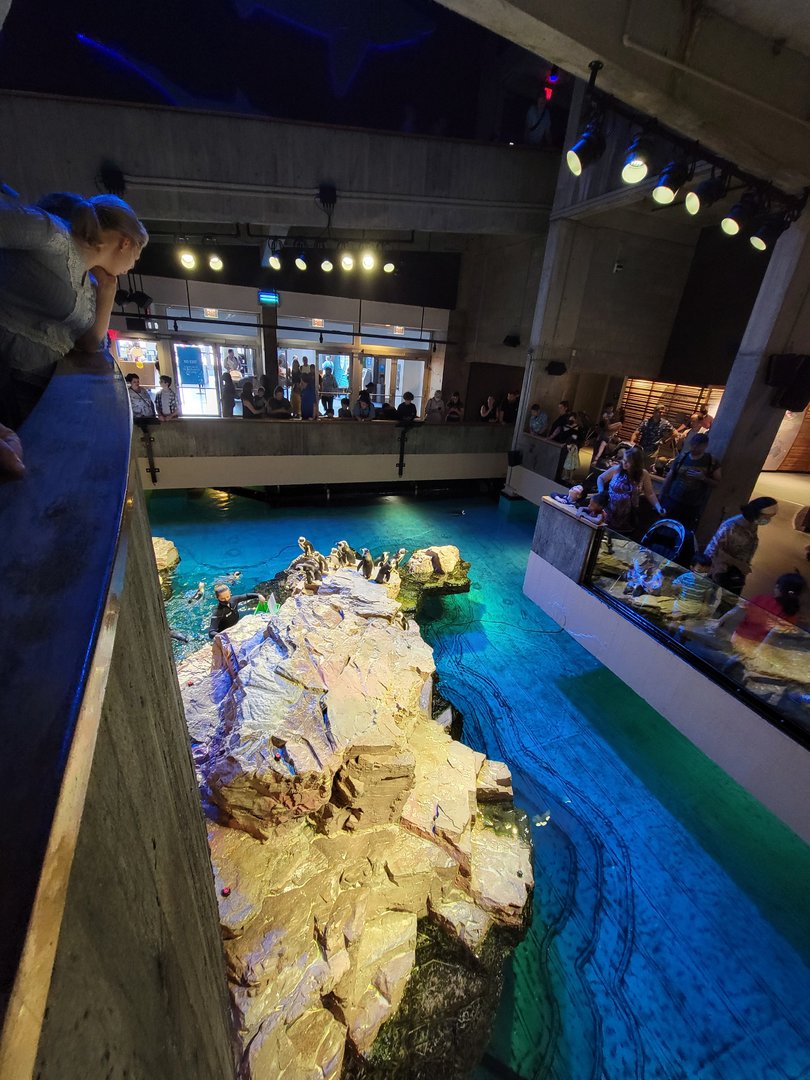 New England Aquarium - Center tank, African penguins