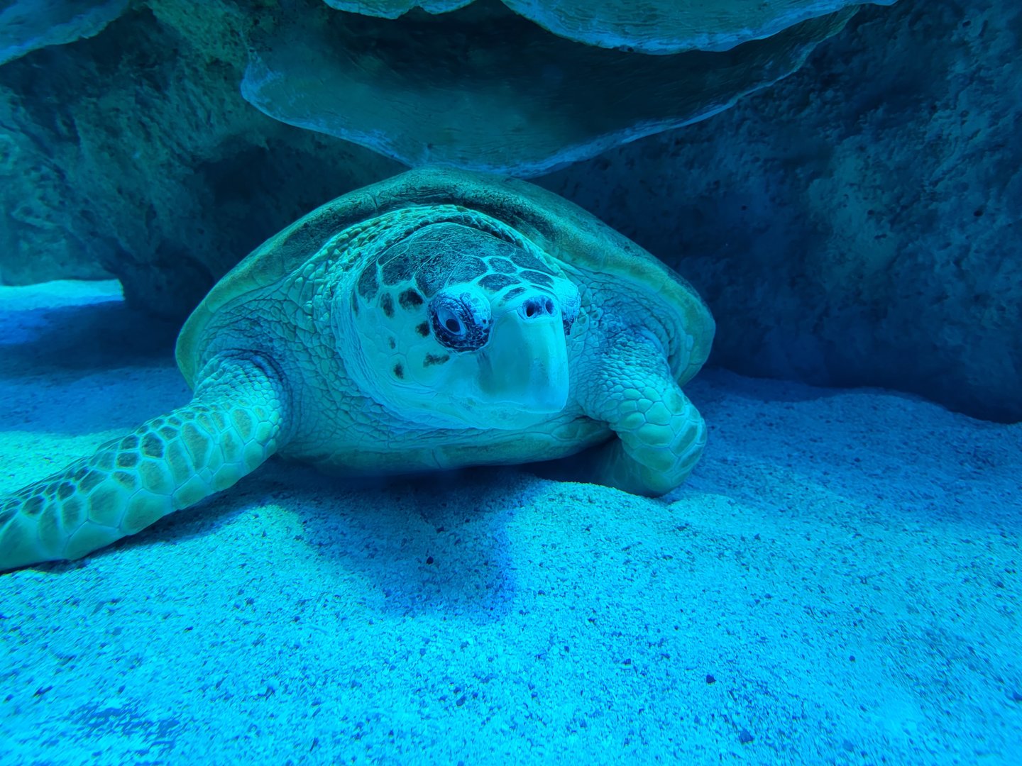 New England Aquarium - Center tank