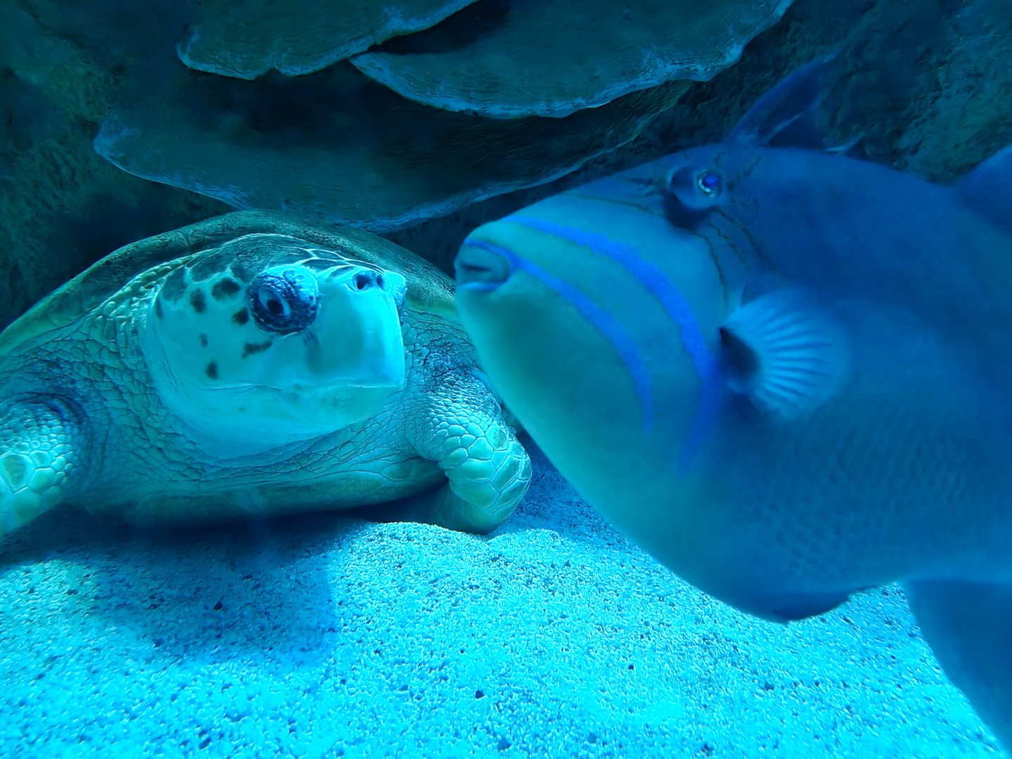 New England Aquarium - Center tank