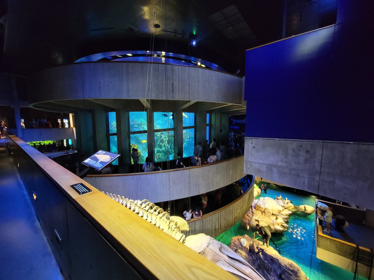 New England Aquarium - Center tank