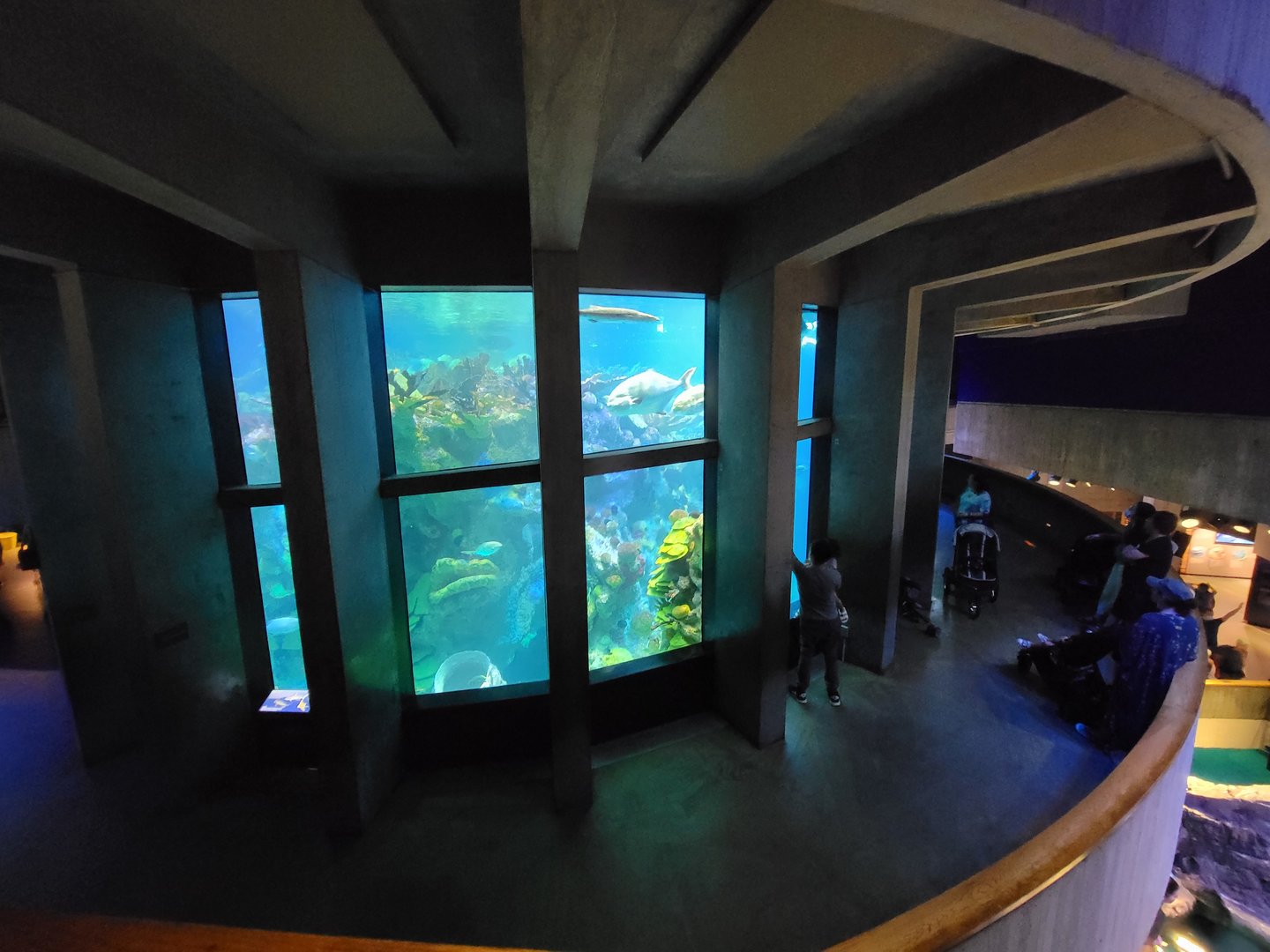 New England Aquarium - Center tank