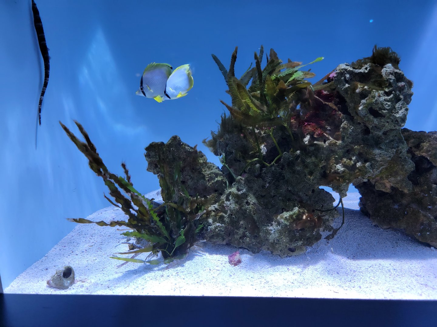 New England Aquarium - Dusky pipefish tank