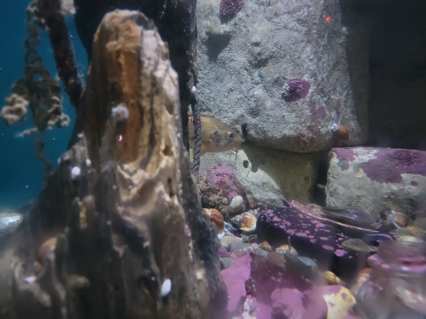 New England Aquarium - Eastport Harbor, Maine tank