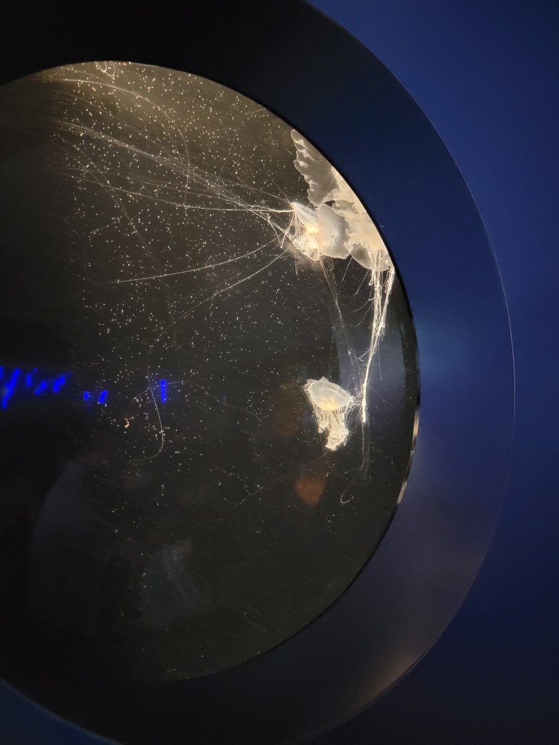 New England Aquarium - Egg yolk jelly