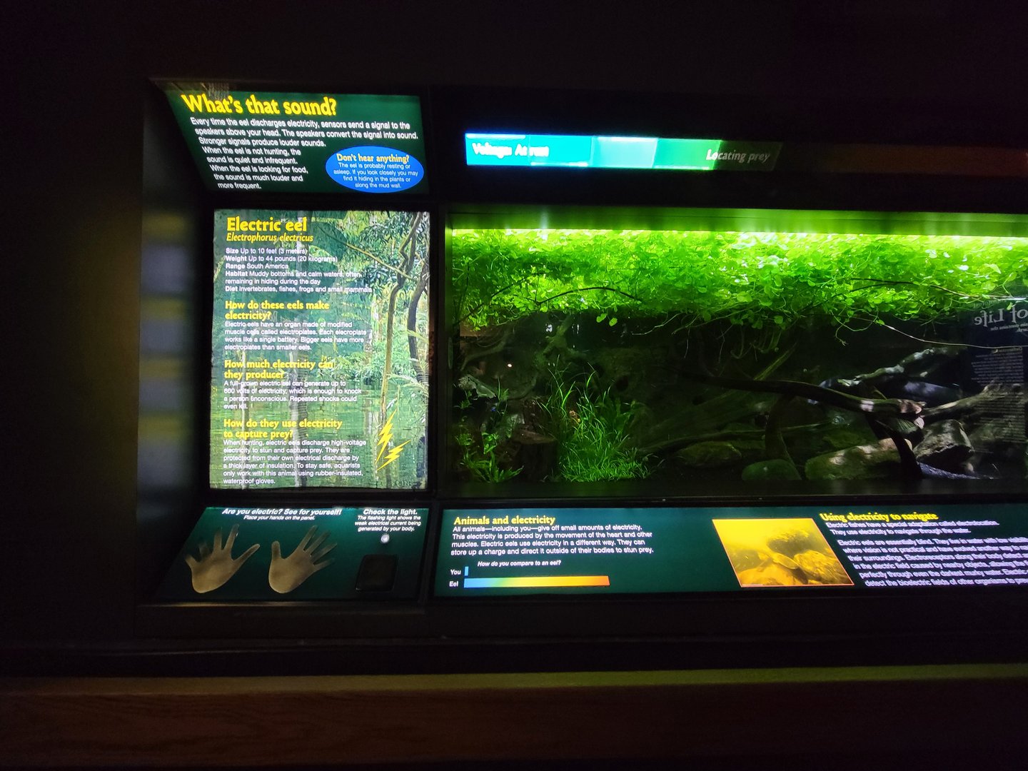 New England Aquarium - Electric eel