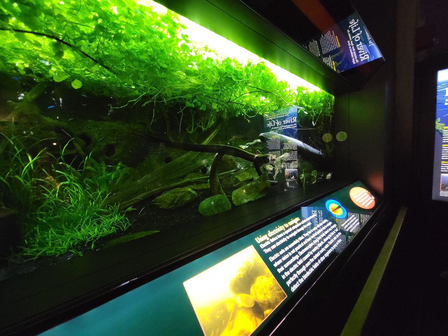 New England Aquarium - Electric eel