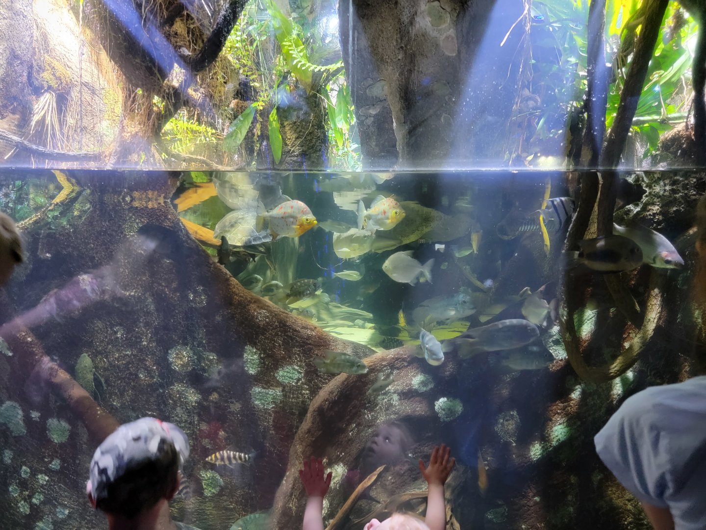 New England Aquarium - Flooded Amazon Forests  tank