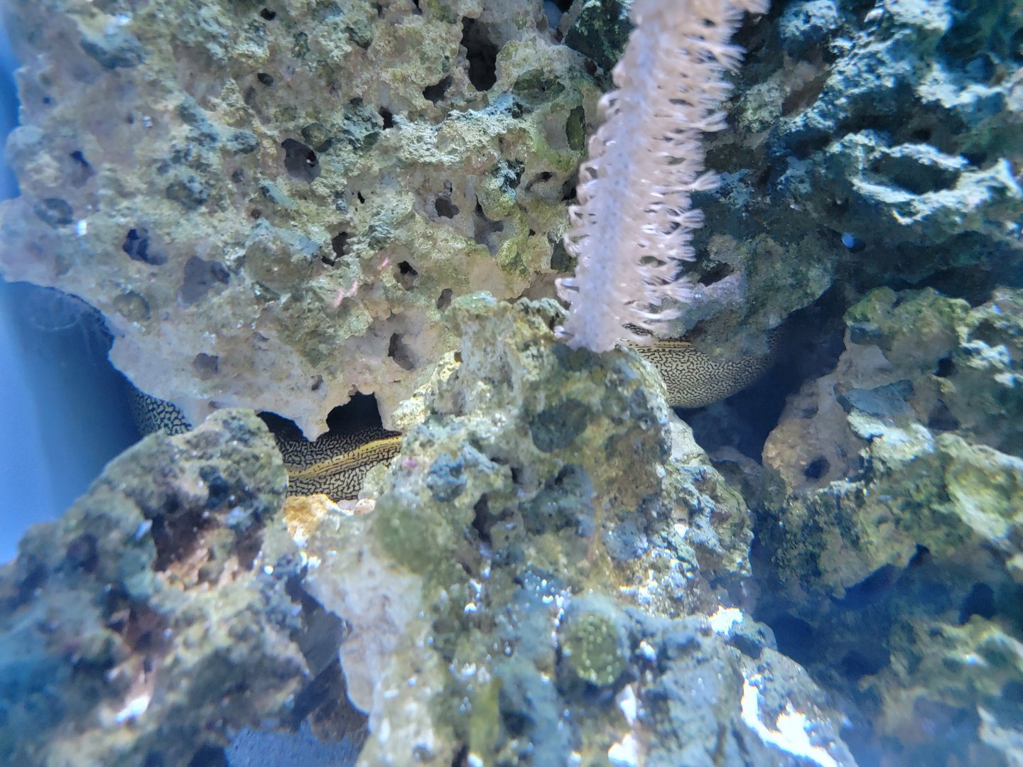 New England Aquarium - goldentail moray