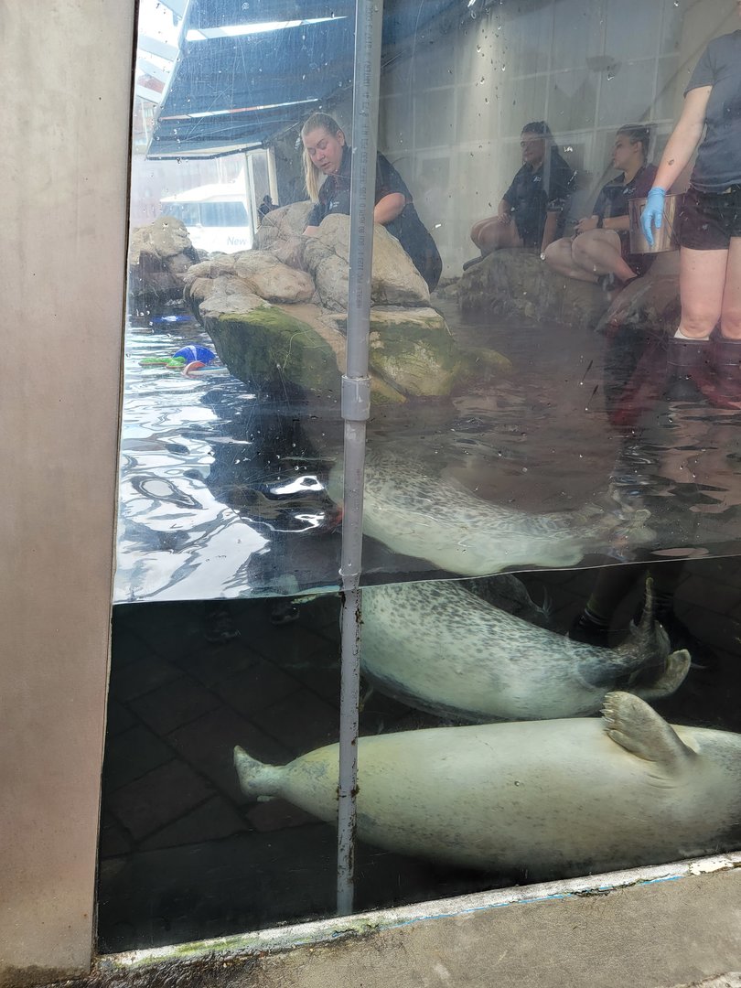 New England Aquarium - Harbor Seals