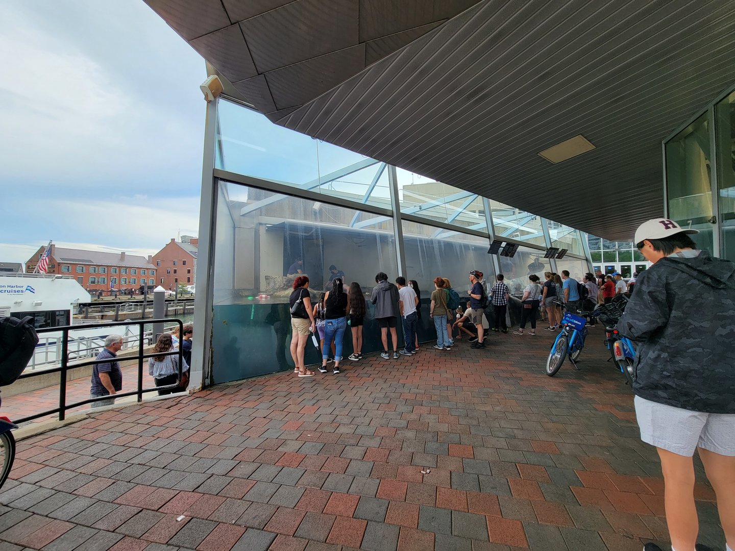 New England Aquarium - Harbor Seals