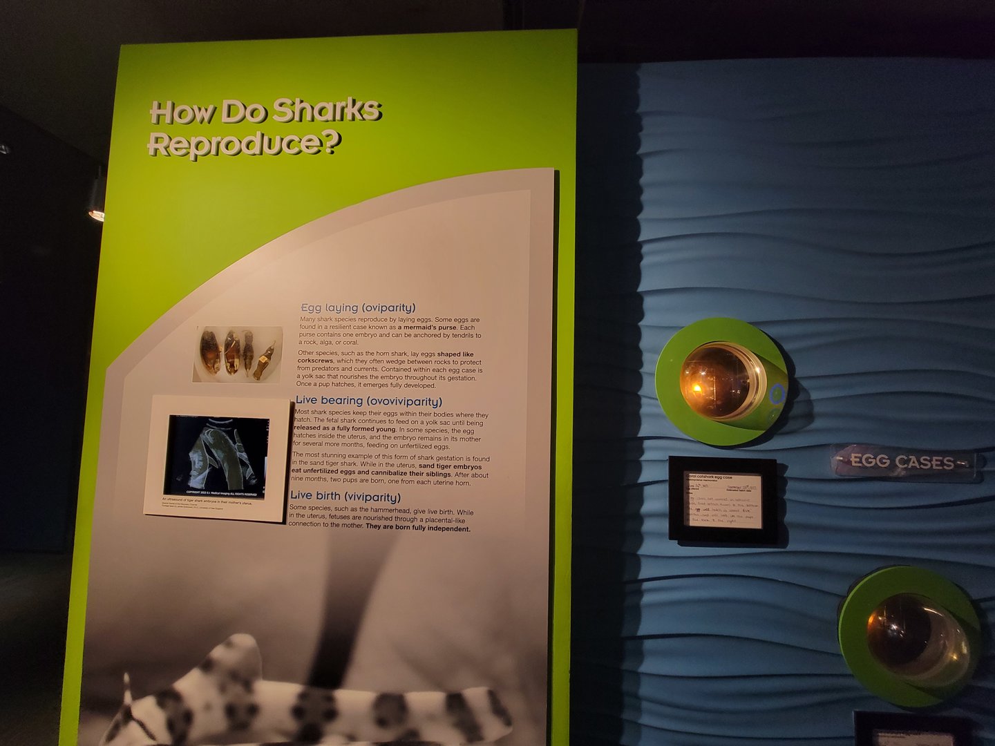 New England Aquarium - How do sharks reproduce?