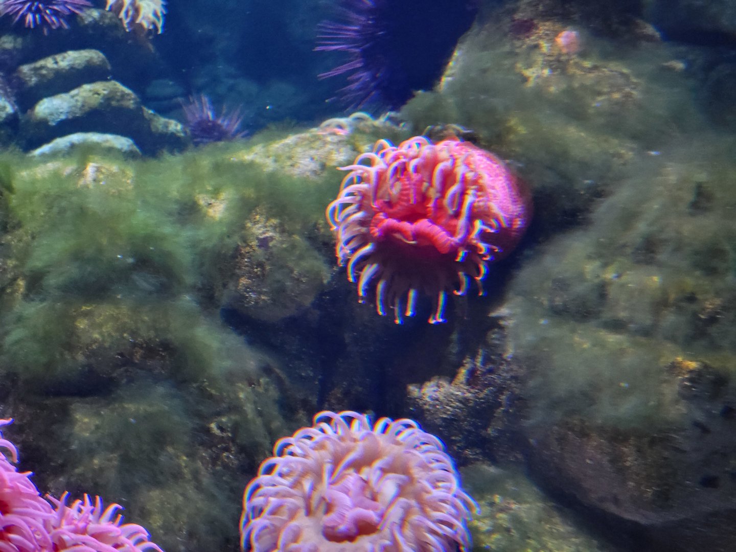 New England Aquarium - It's a face! Olympic Coast Sanctuary tank