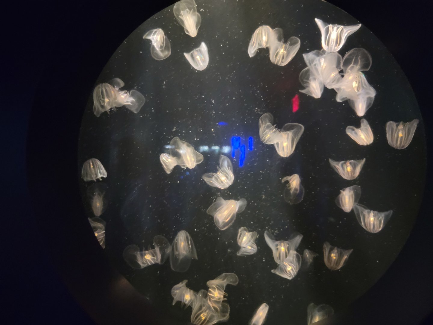 New England Aquarium - Leidy's comb jelly