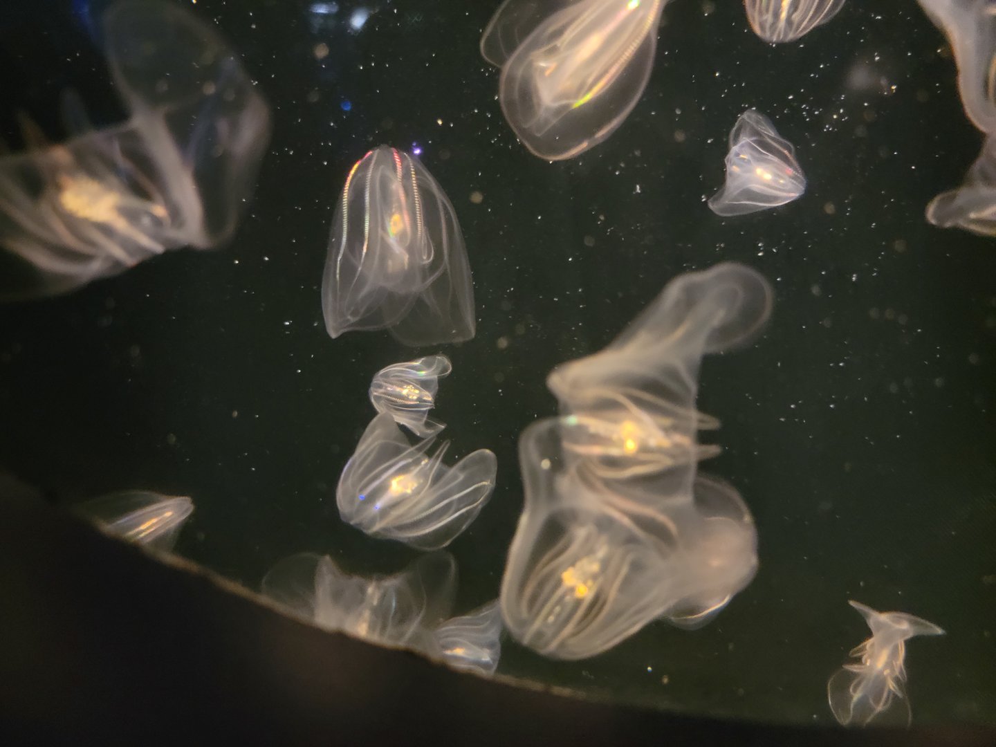 New England Aquarium - Leidy's comb jelly