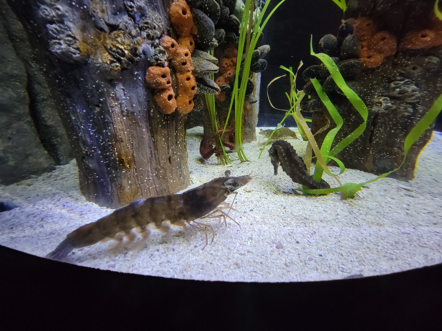 New England Aquarium - Lined seahorses, unsigned crustacean