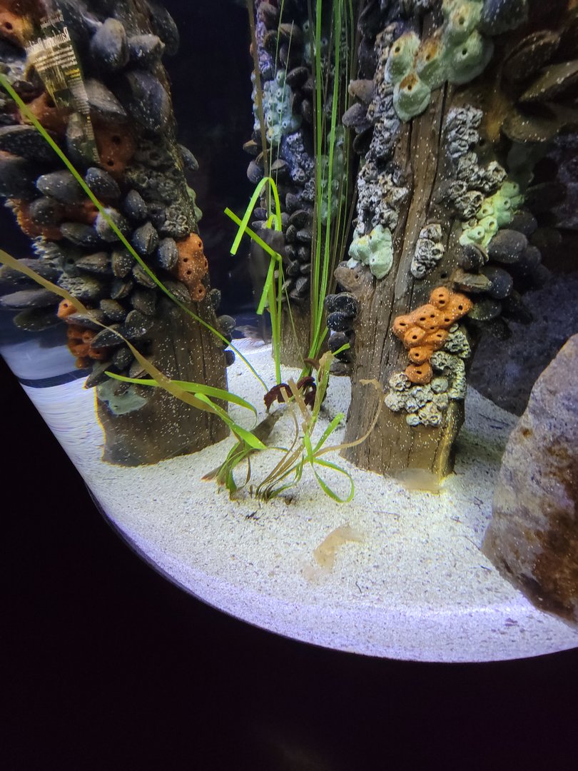 New England Aquarium - Lined seahorses