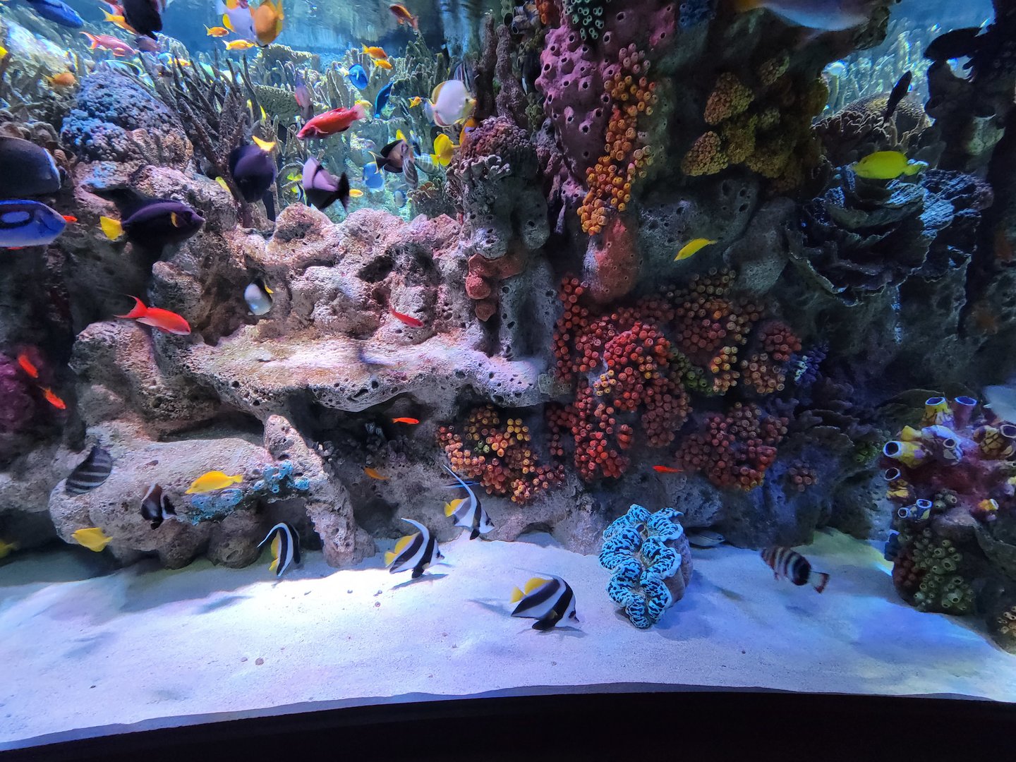 New England Aquarium - Main community tropical tank