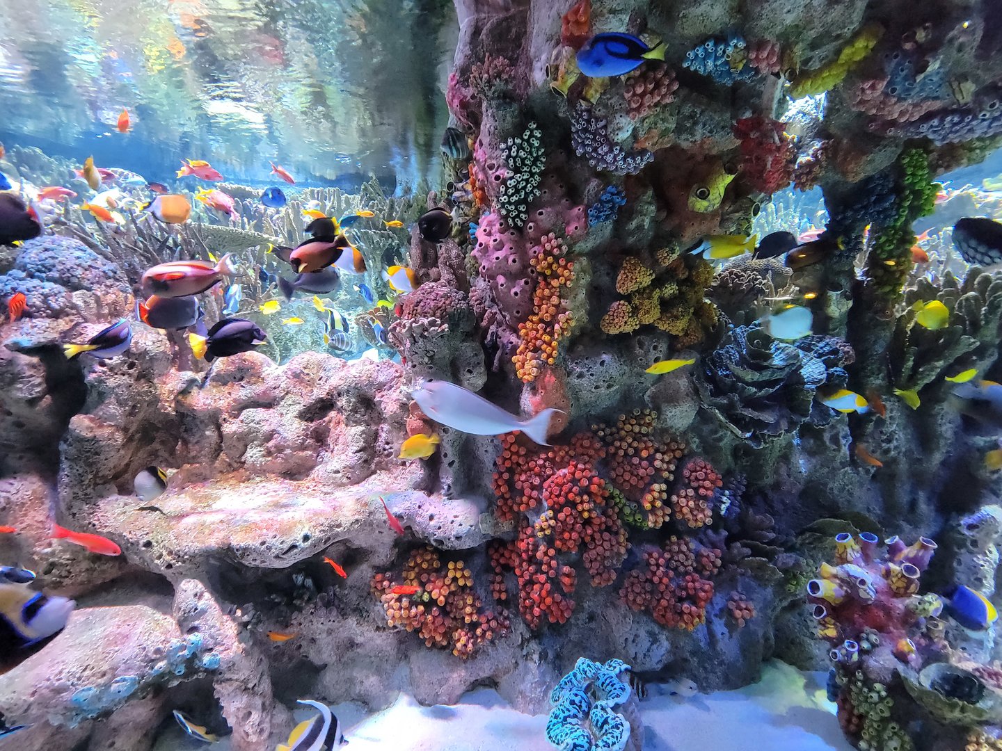 New England Aquarium - Main community tropical tank