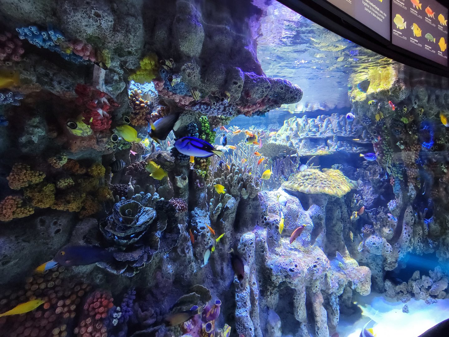 New England Aquarium - Main community tropical tank