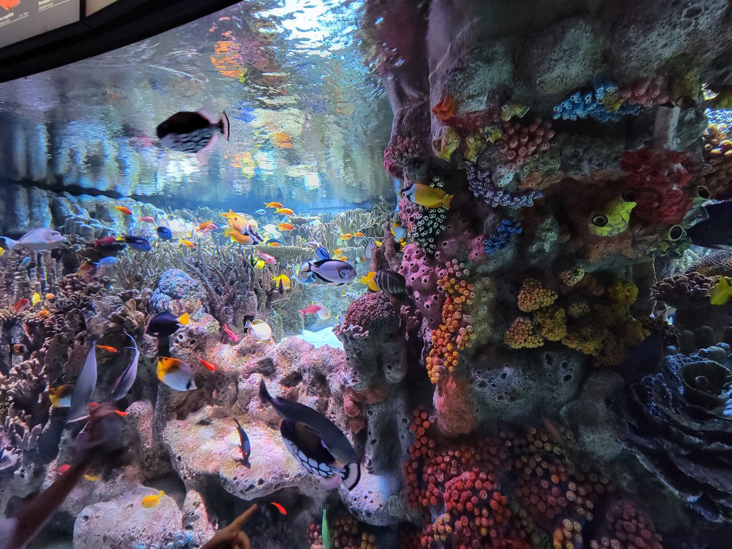 New England Aquarium - Main community tropical tank