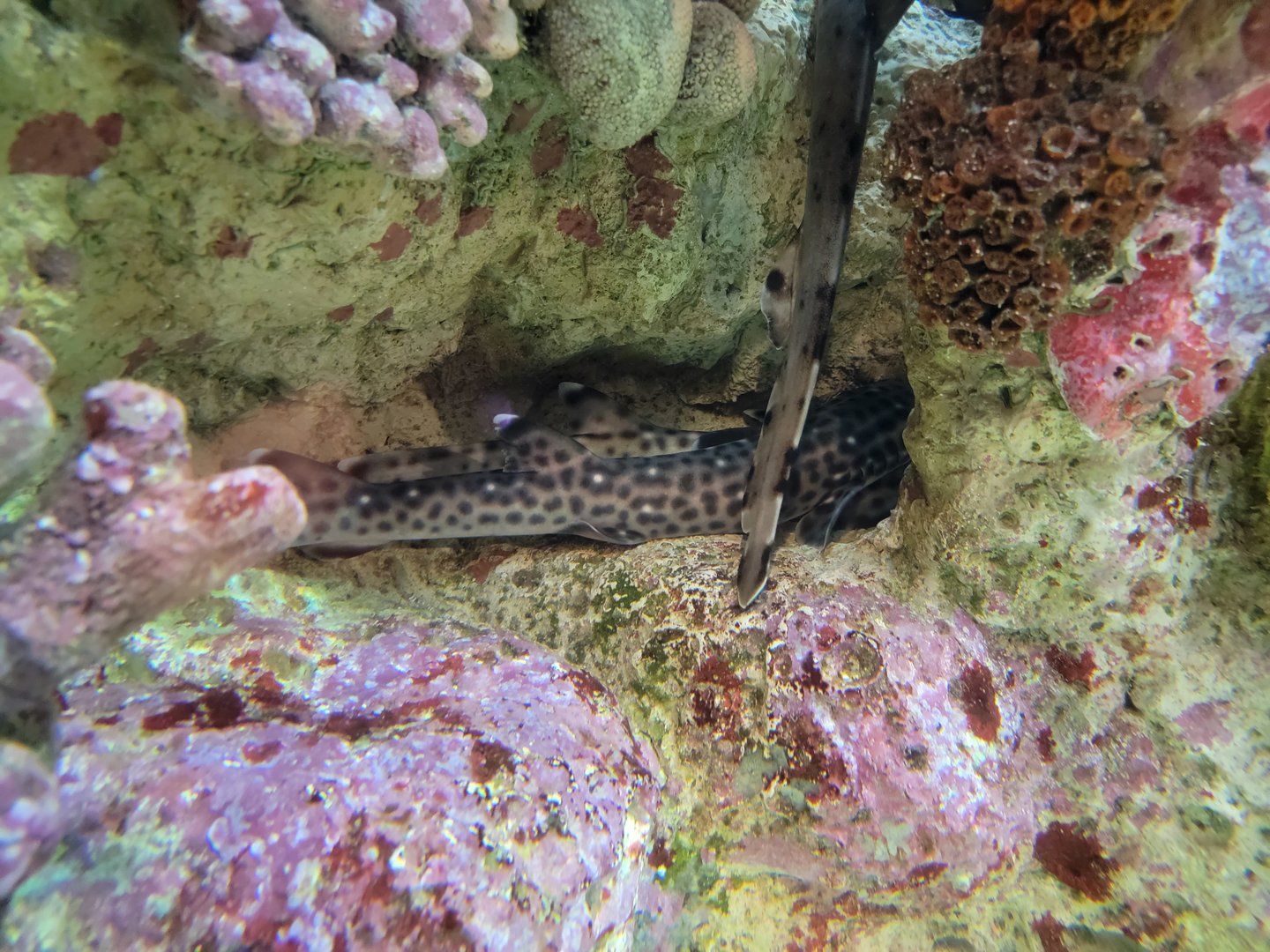 New England Aquarium - Marbled coral catsharks, epaulette shark