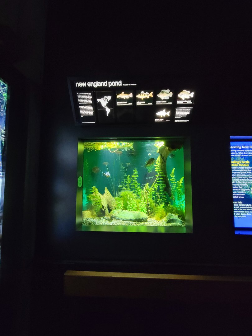 New England Aquarium - New England Pond tank