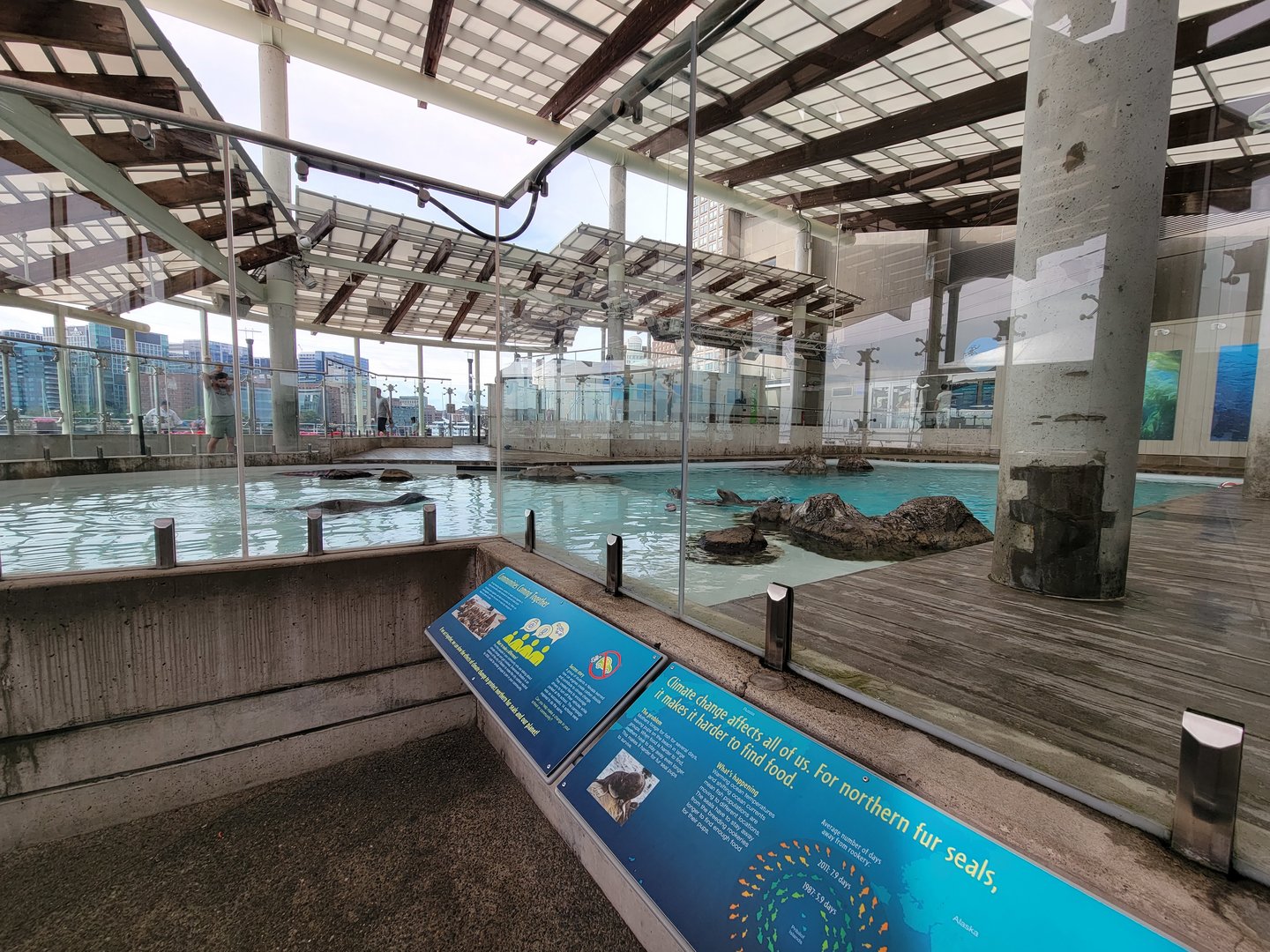 New England Aquarium - Northern fur seal, California sea lion pool