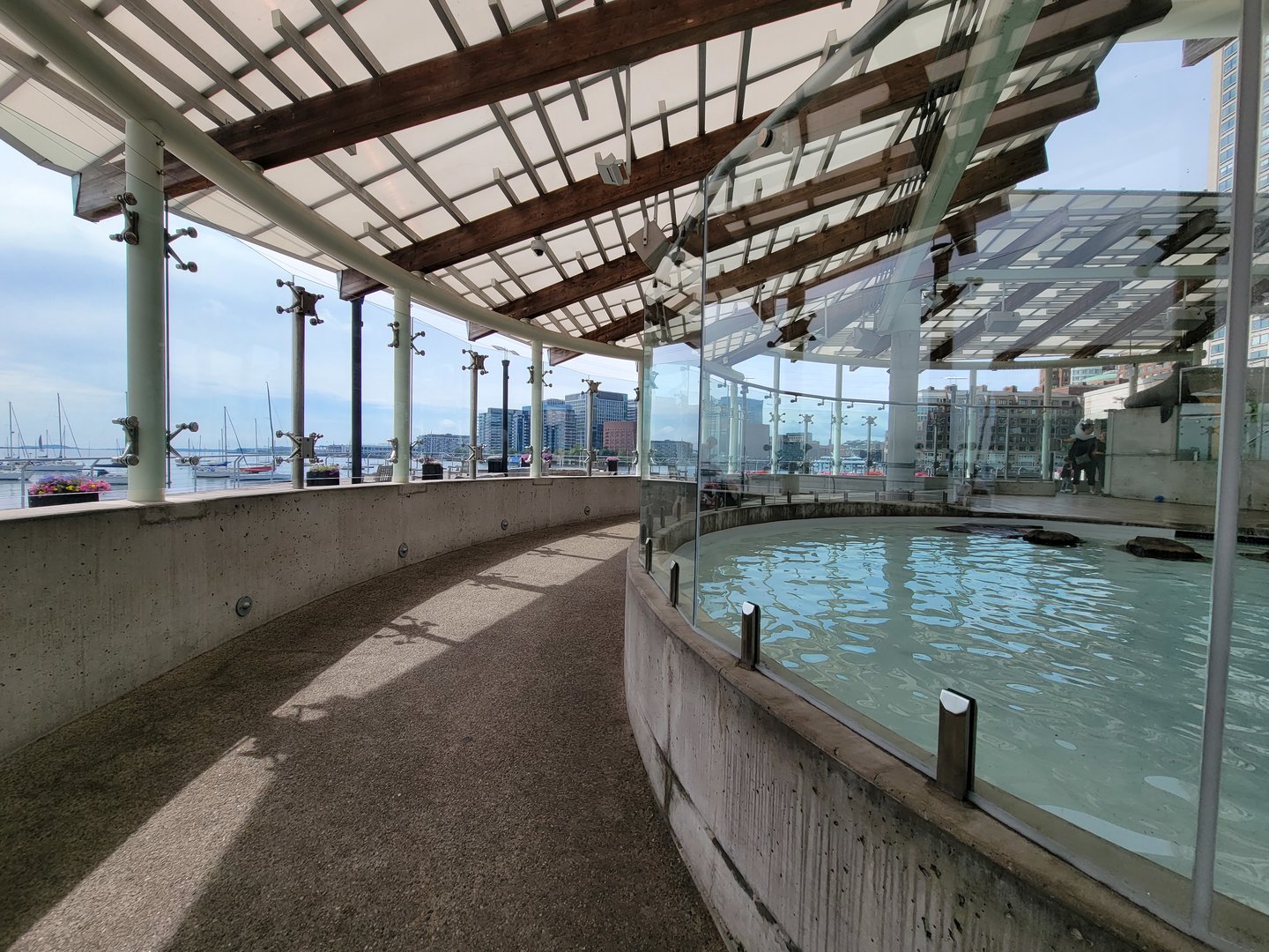 New England Aquarium - Northern fur seal, California sea lion pool