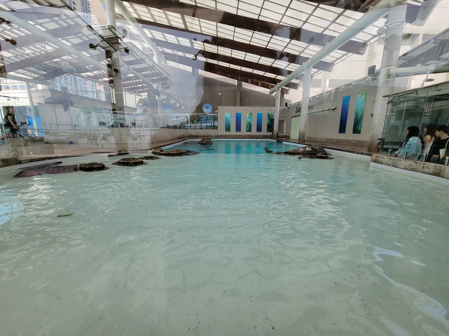 New England Aquarium - Northern fur seal, California sea lion pool