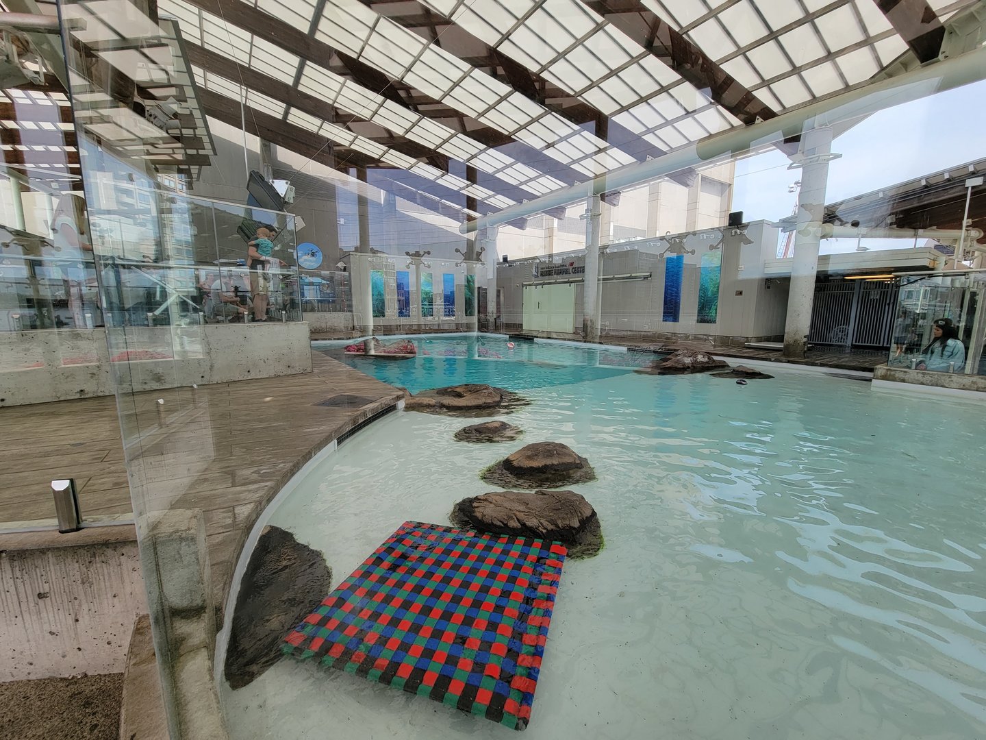 New England Aquarium - Northern fur seal, California sea lion pool