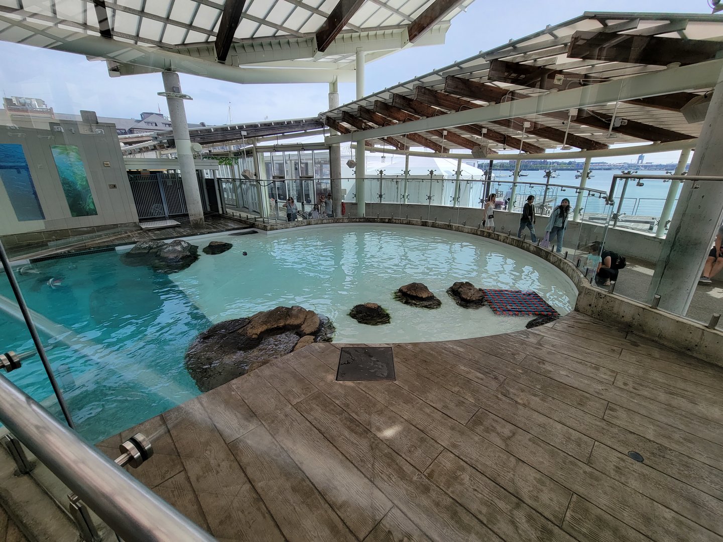 New England Aquarium - Northern fur seal, California sea lion pool