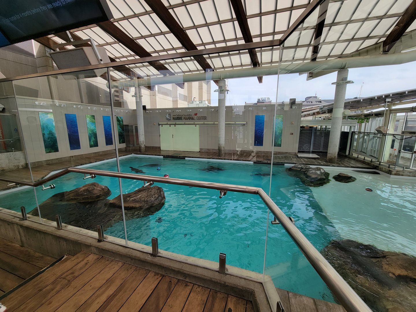 New England Aquarium - Northern fur seal, California sea lion pool