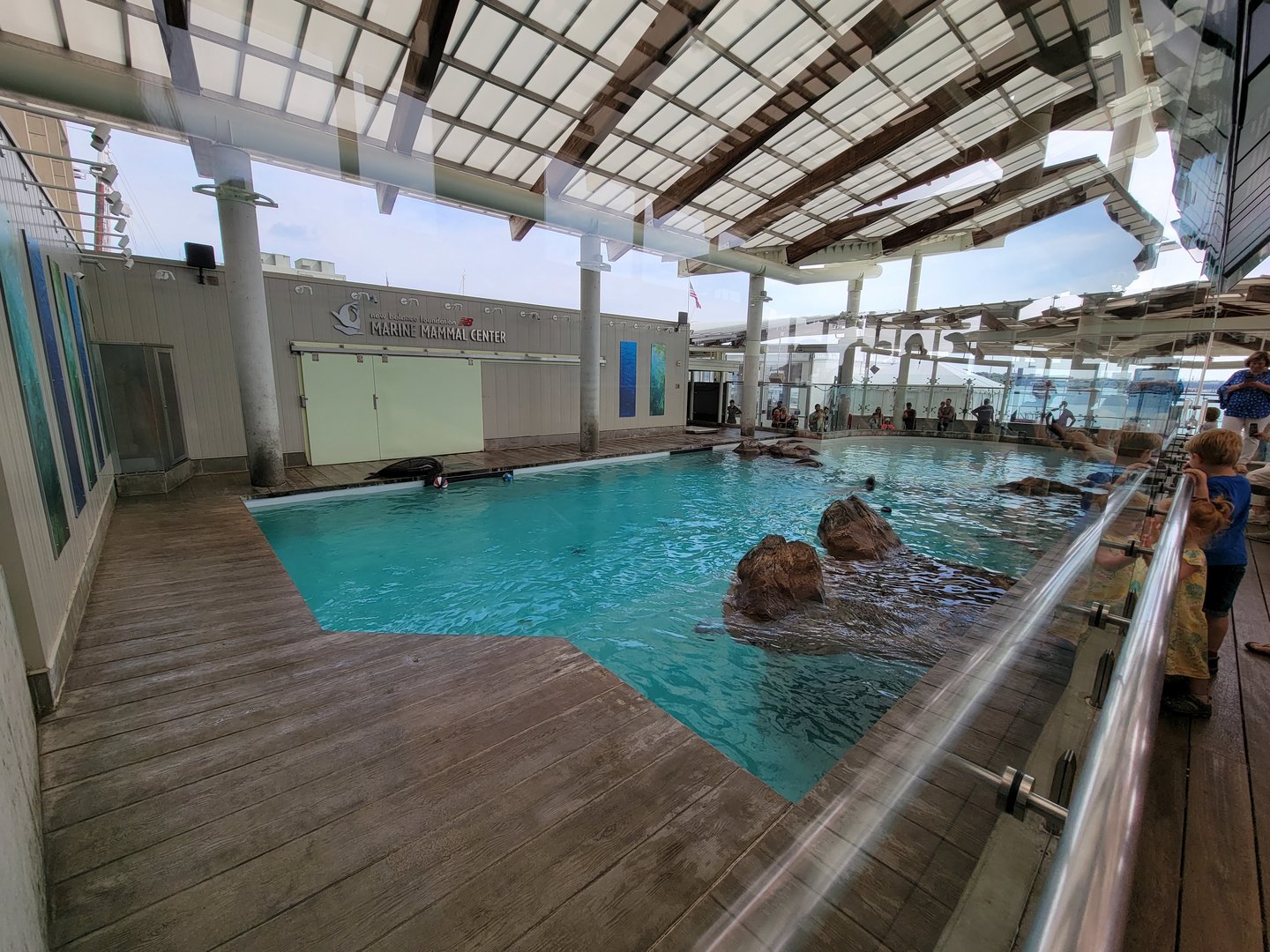 New England Aquarium - Northern fur seal, California sea lion pool