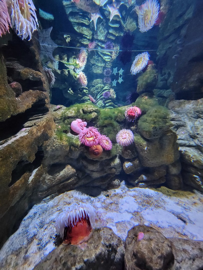 New England Aquarium - Olympic Coast Sanctuary tank